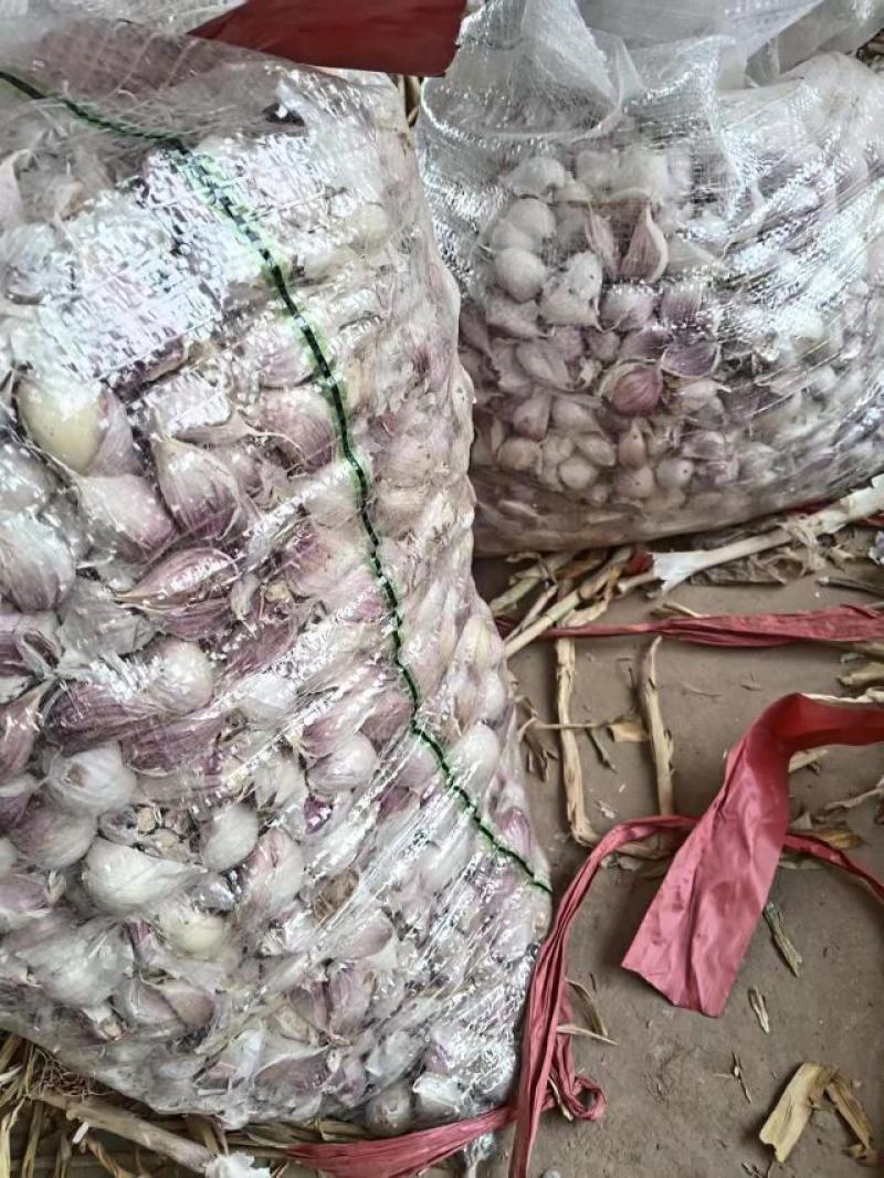 河北邯郸。永年四六瓣大白蒜，大量上市一手货源，视频看货