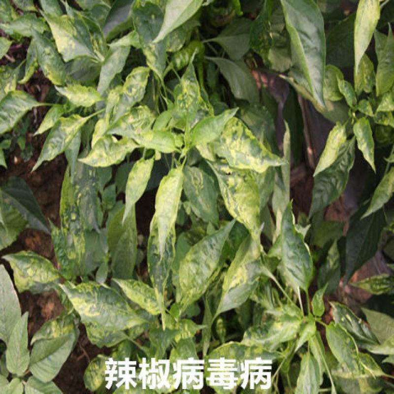氨基寡糖素高渗透型可广泛用于果树蔬菜大田作物的病毒病防控