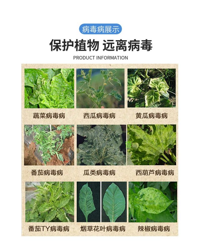 氨基寡糖素高渗透型可广泛用于果树蔬菜大田作物的病毒病防控