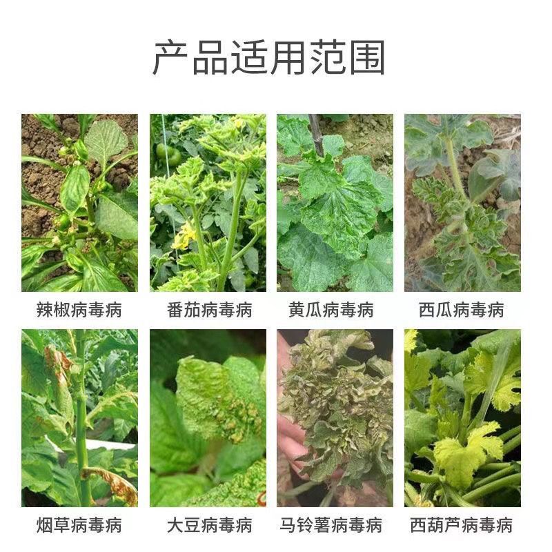 氨基寡糖素高渗透型可广泛用于果树蔬菜大田作物的病毒病防控