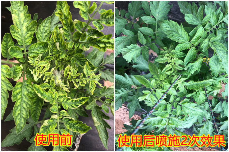 氨基寡糖素高渗透型可广泛用于果树蔬菜大田作物的病毒病防控