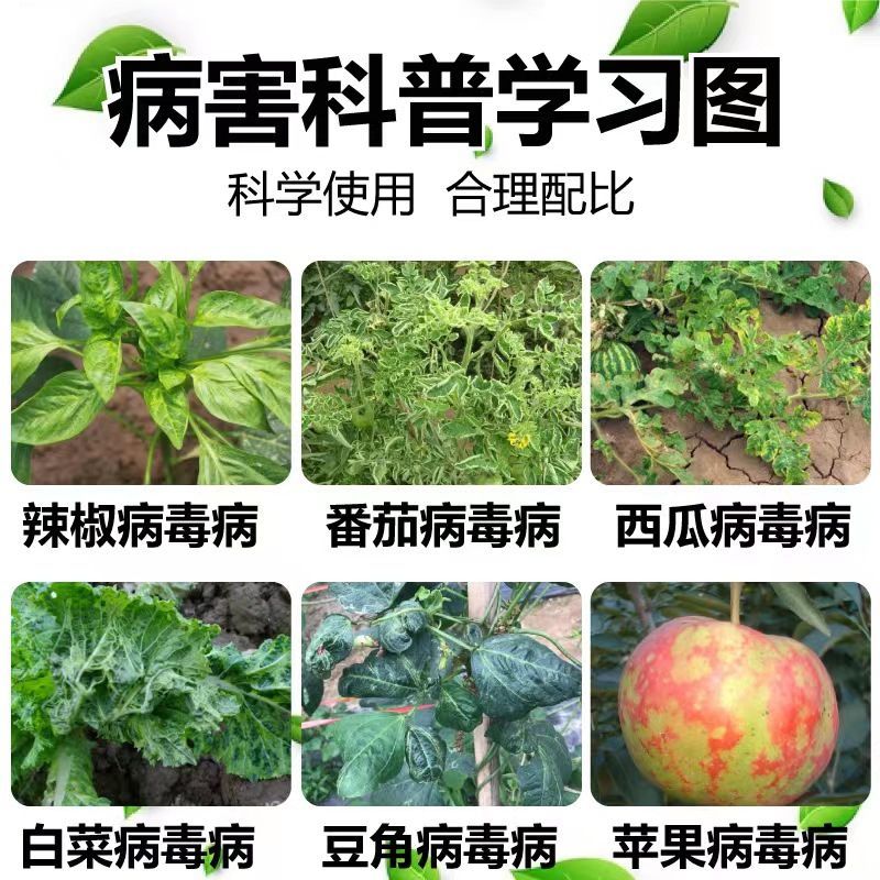 氨基寡糖素高渗透型可广泛用于果树蔬菜大田作物的病毒病防控
