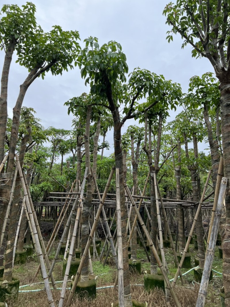 秋枫
