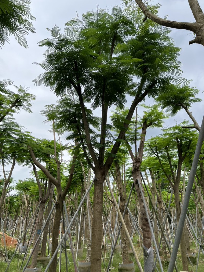 凤凰木