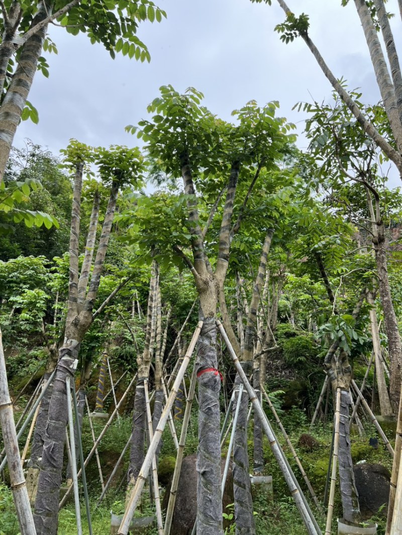 火焰木