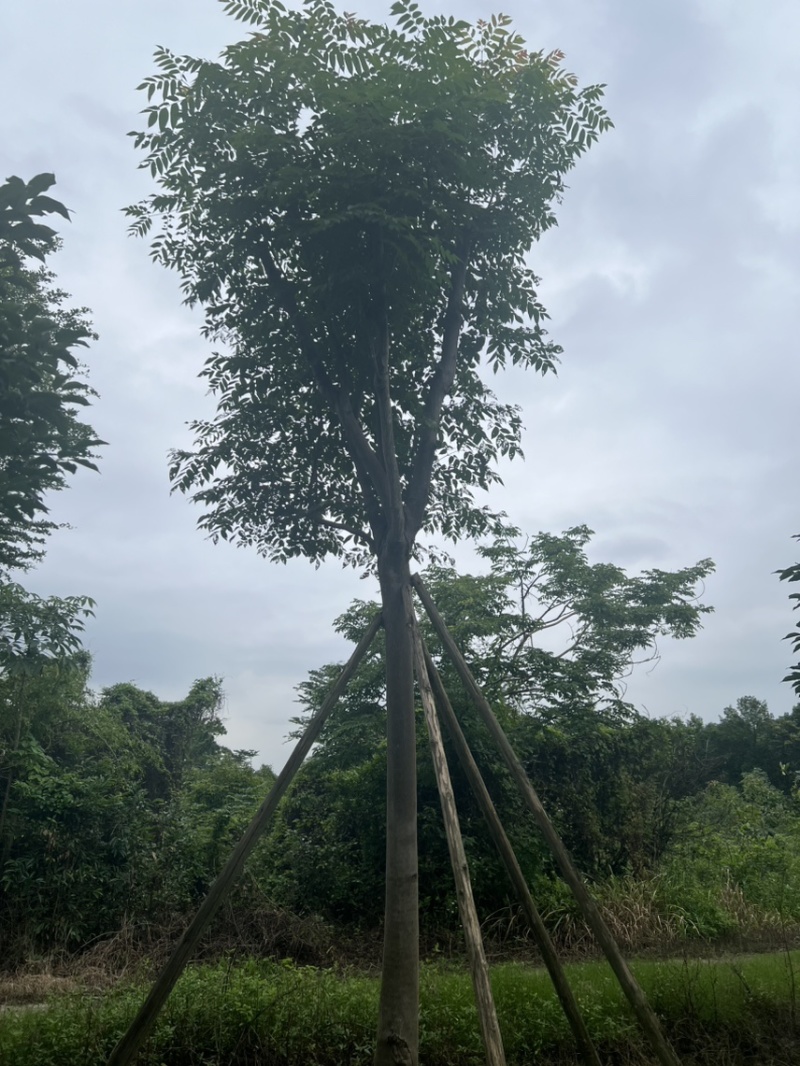 栾树，国庆花