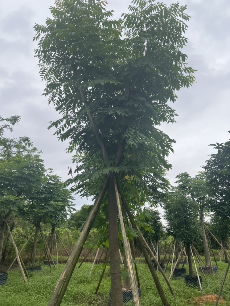 栾树，国庆花