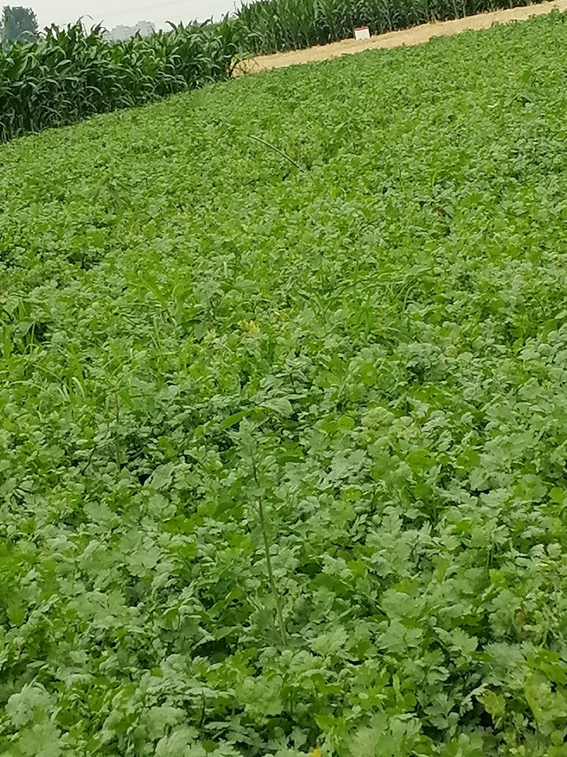 新鲜汝州香菜，当地产地直供，品质保证