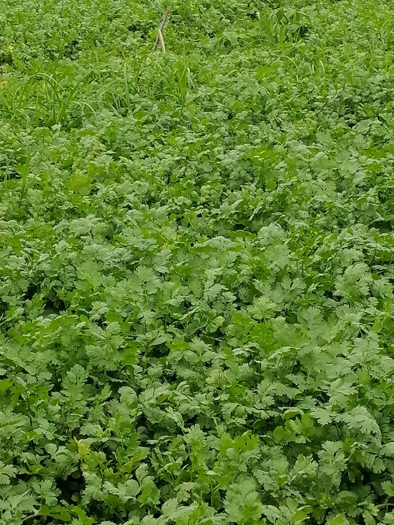 新鲜汝州香菜，当地产地直供，品质保证
