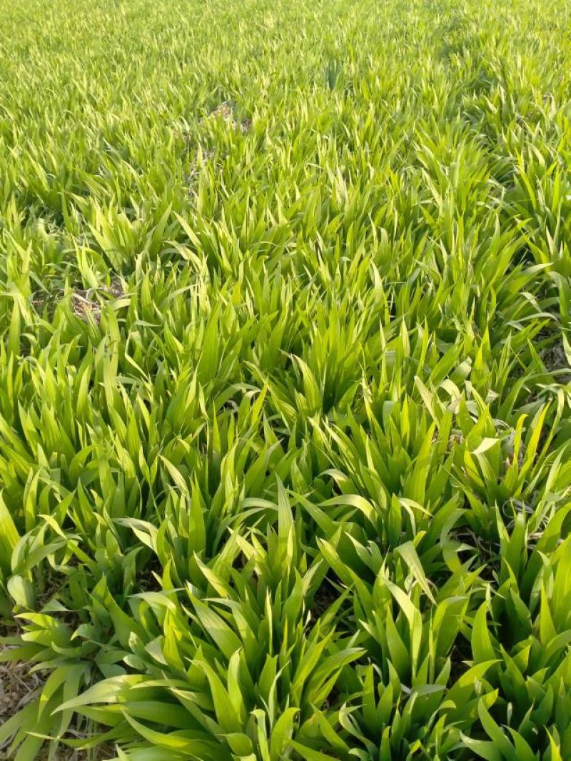 鸢尾