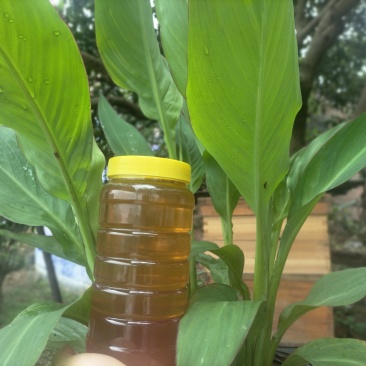 自产蜂蜜