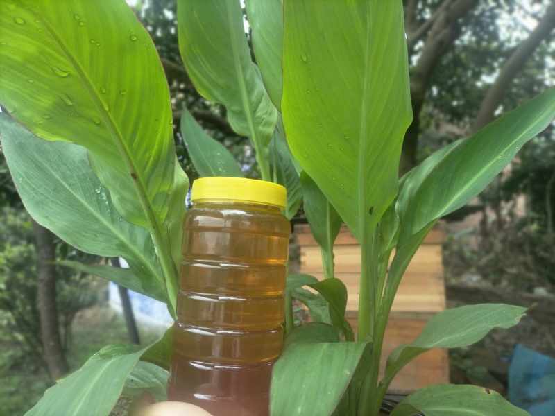 自产蜂蜜