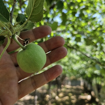 自家种植万颗七年红富士果树苗急售处理…