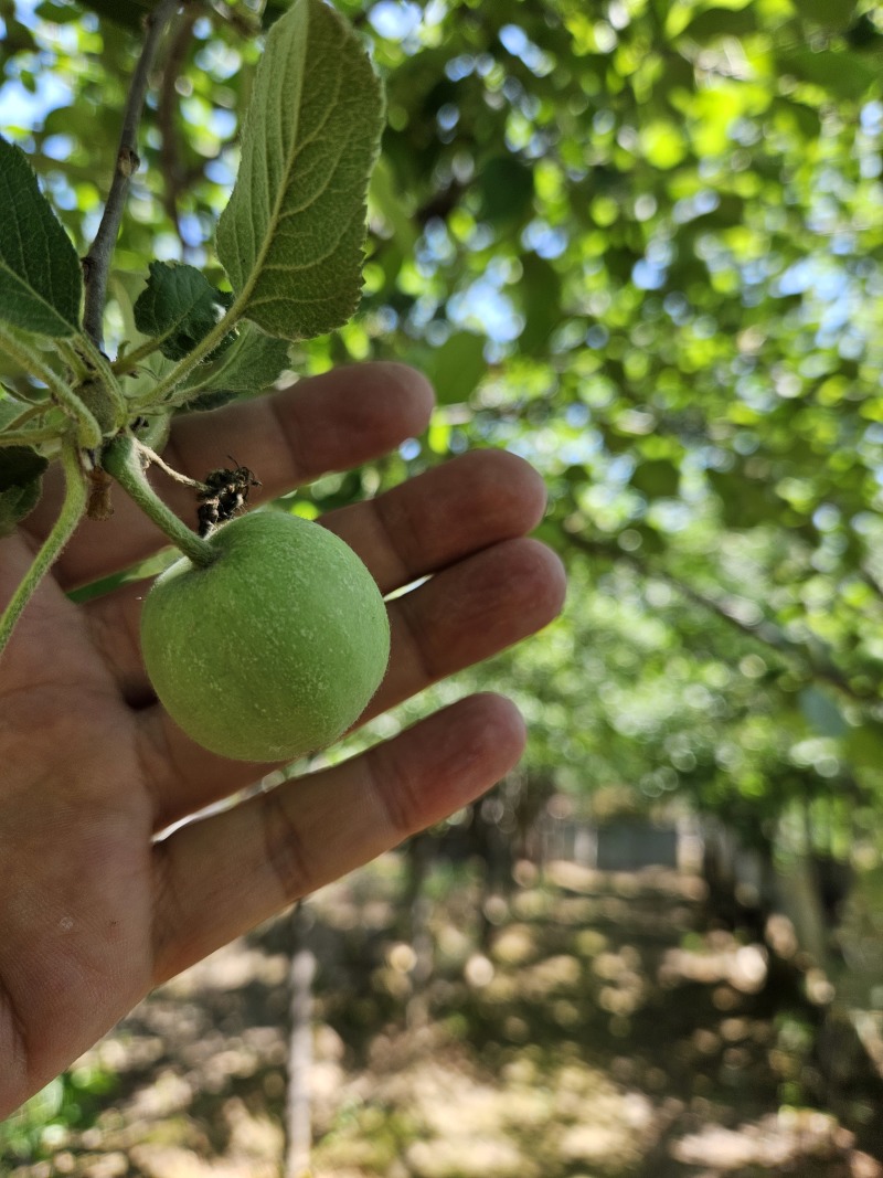 自家种植万颗七年红富士果树苗急售处理…