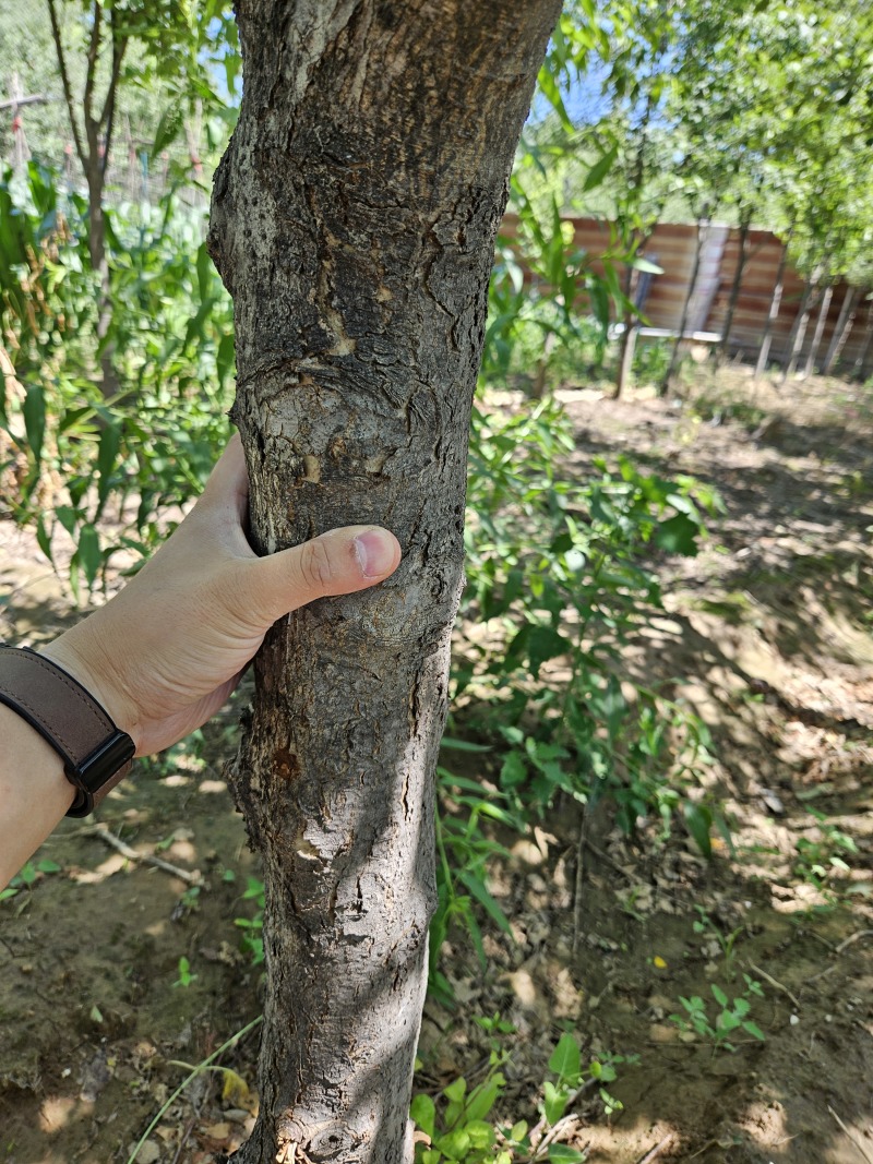 自家种植万颗七年红富士果树苗急售处理…