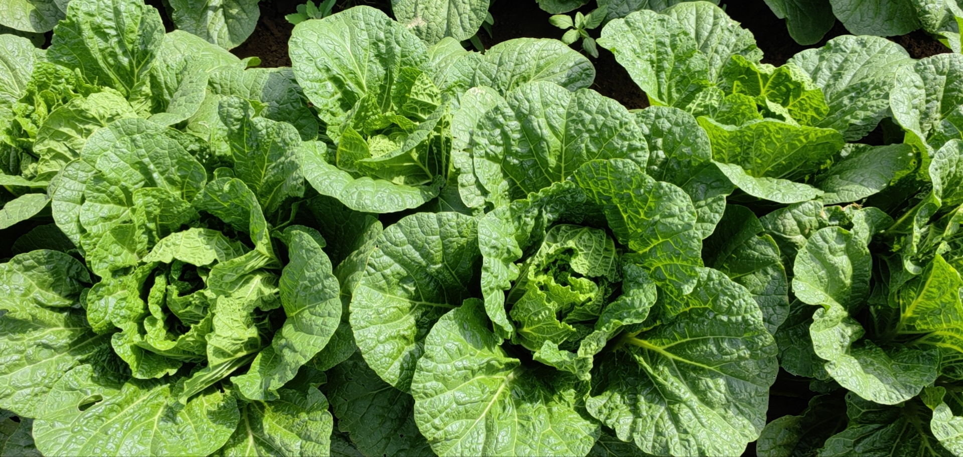 有机白菜在高端超市展示