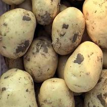 【沃土5号】河北精品黄心土豆大量上市现挖现发可发全国