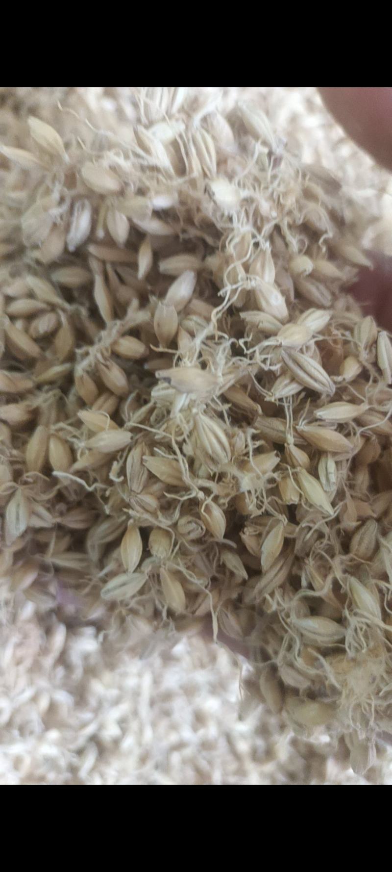生麦芽保质保量量大优惠
