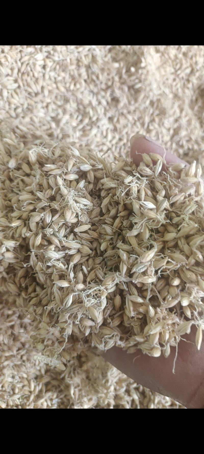 生麦芽保质保量量大优惠