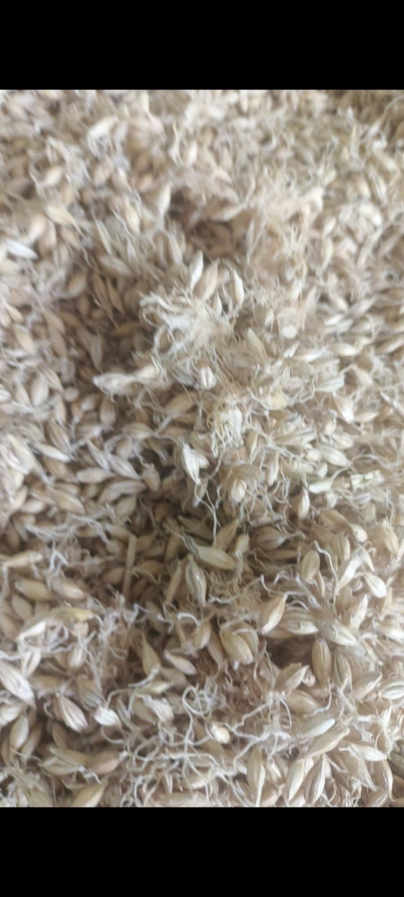 生麦芽保质保量量大优惠
