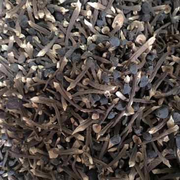 黑皮鸡枞菌新鲜现货基地直发长年供应一二三四级品质好