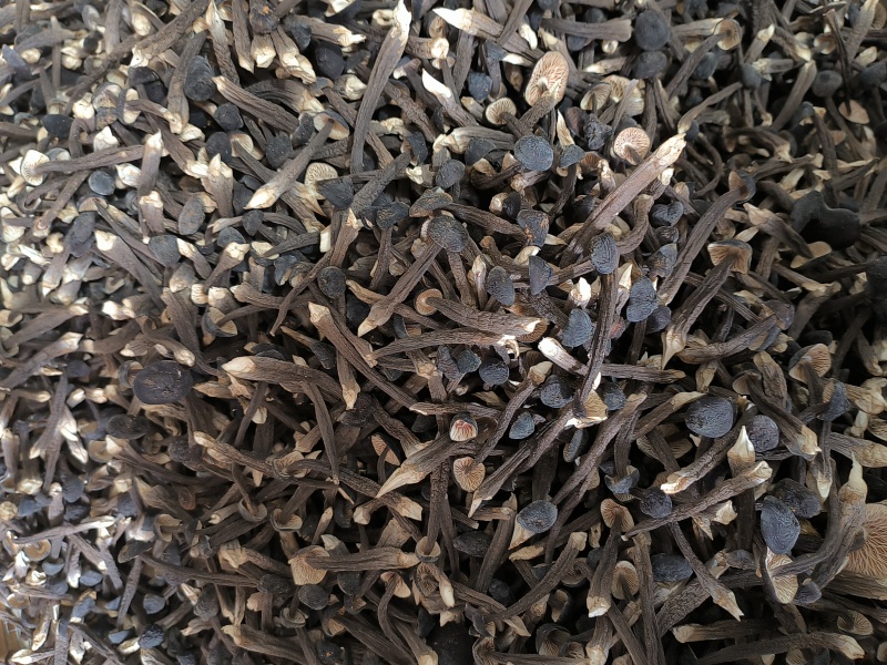 黑皮鸡枞菌新鲜现货基地直发长年供应一二三四级品质好