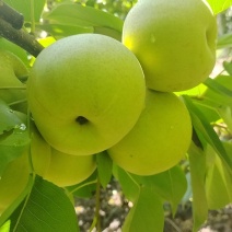 自家种植的夏雪梨上市了！口感脆甜细腻化渣，望采购！