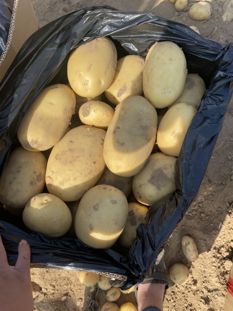 【推荐】精品沃土5号土豆河北土豆货源充足对接商超批发