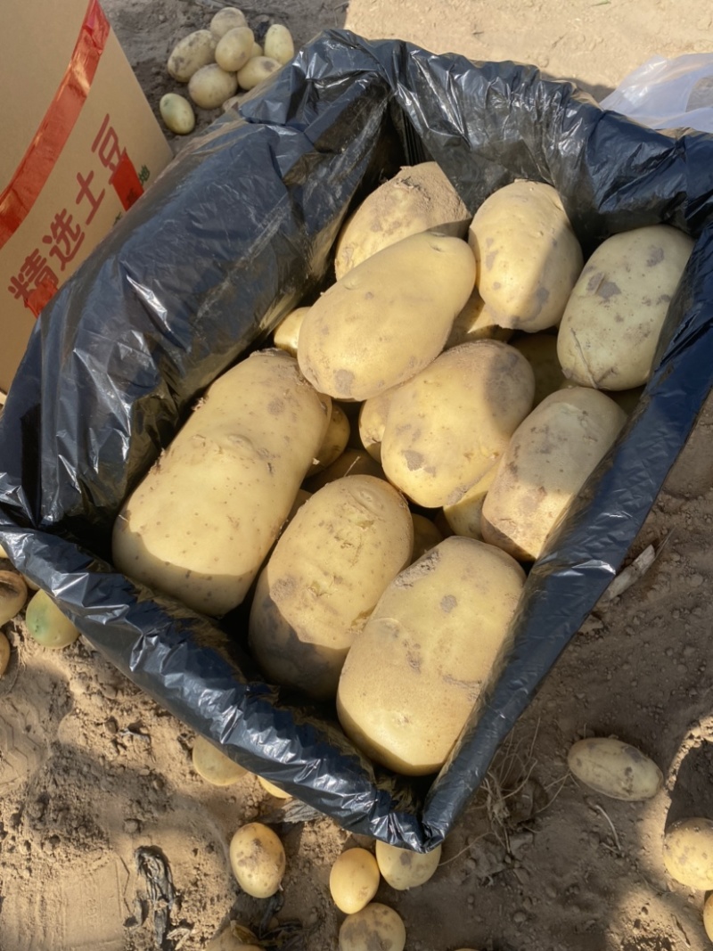 【推荐】精品沃土5号土豆河北土豆货源充足对接商超批发