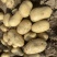 【推荐】精品沃土5号土豆河北土豆货源充足对接商超批发