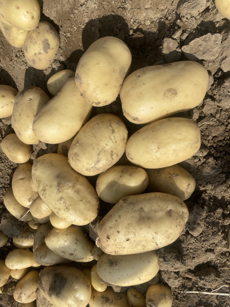 【推荐】精品沃土5号土豆河北土豆货源充足对接商超批发
