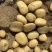 【推荐】精品沃土5号土豆河北土豆货源充足对接商超批发