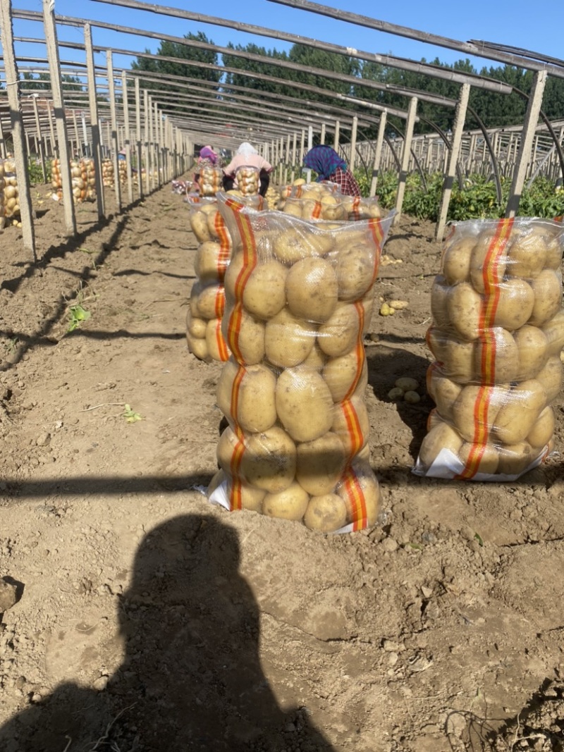 【推荐】精品沃土5号土豆河北土豆货源充足对接商超批发