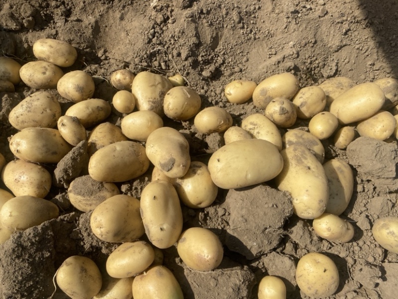 【推荐】精品沃土5号土豆河北土豆货源充足对接商超批发