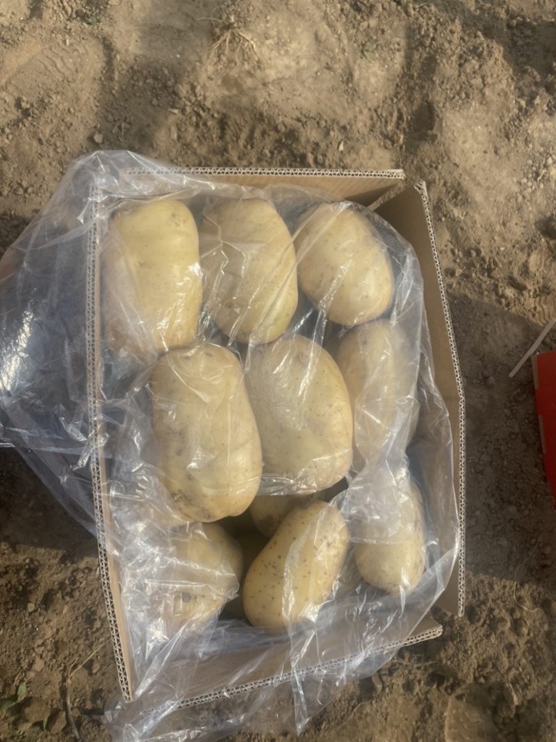 【推荐】精品沃土5号土豆河北土豆货源充足对接商超批发