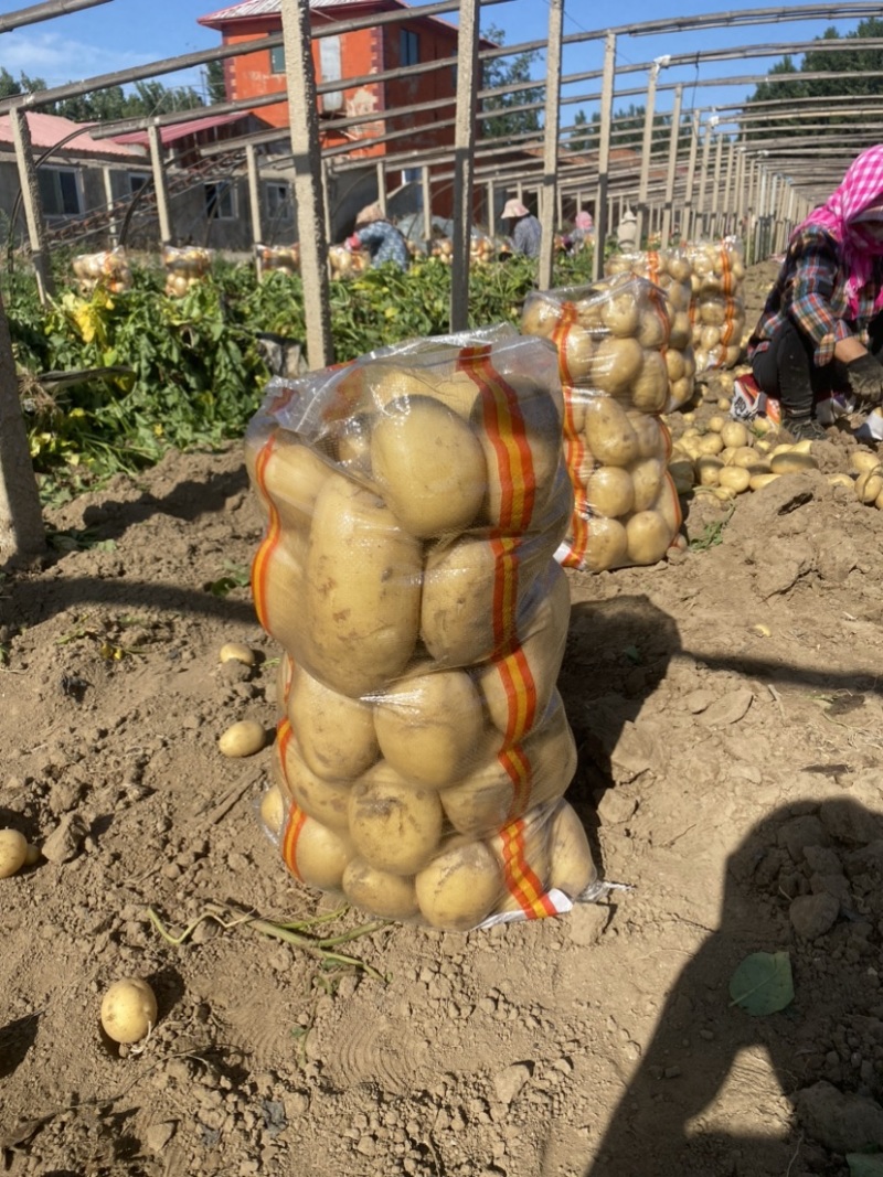 【推荐】精品沃土5号土豆河北土豆货源充足对接商超批发