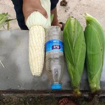 精品白糯玉米新鲜玉米四川玉米产地直发保质保量