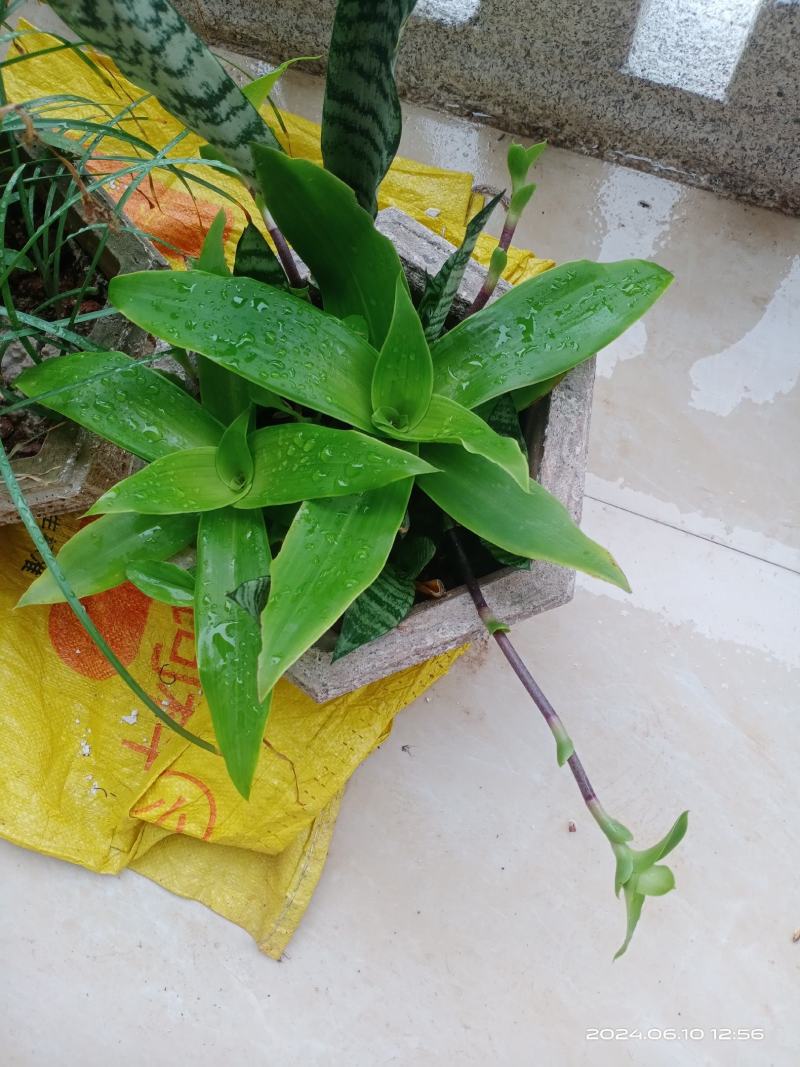 巨型鸭跖草大叶锦竹草别名香锦竹草观赏药用