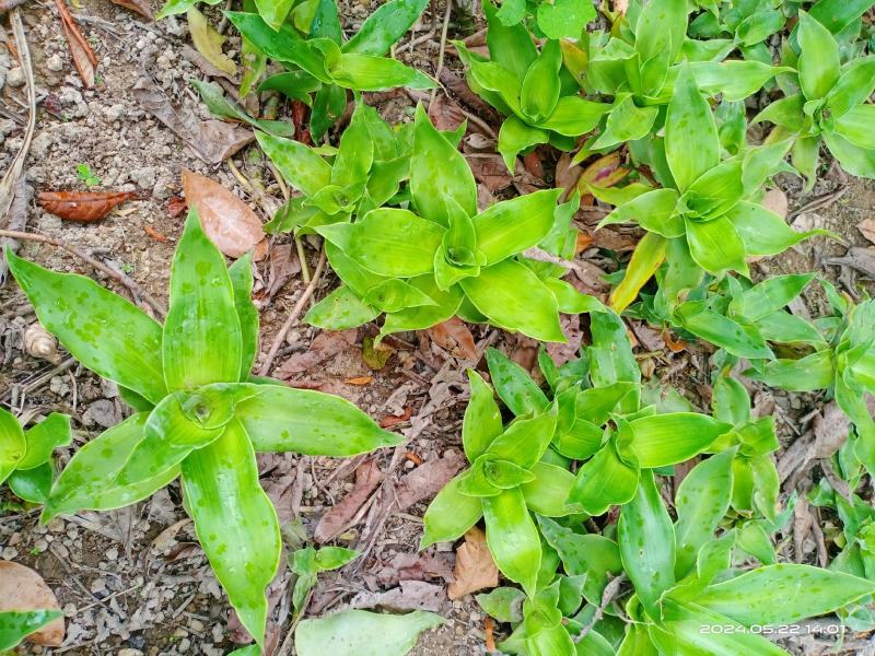 巨型鸭跖草大叶锦竹草别名香锦竹草观赏药用