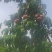 中桃9号颜色好，新树口感脆，耐运输，商贩的不错选择。。。