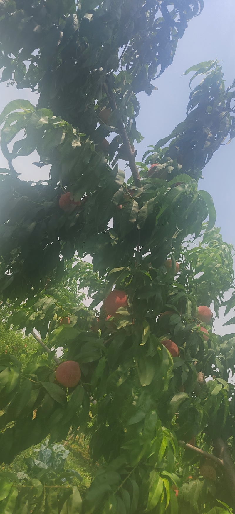 中桃9号颜色好，新树口感脆，耐运输，商贩的不错选择。。。