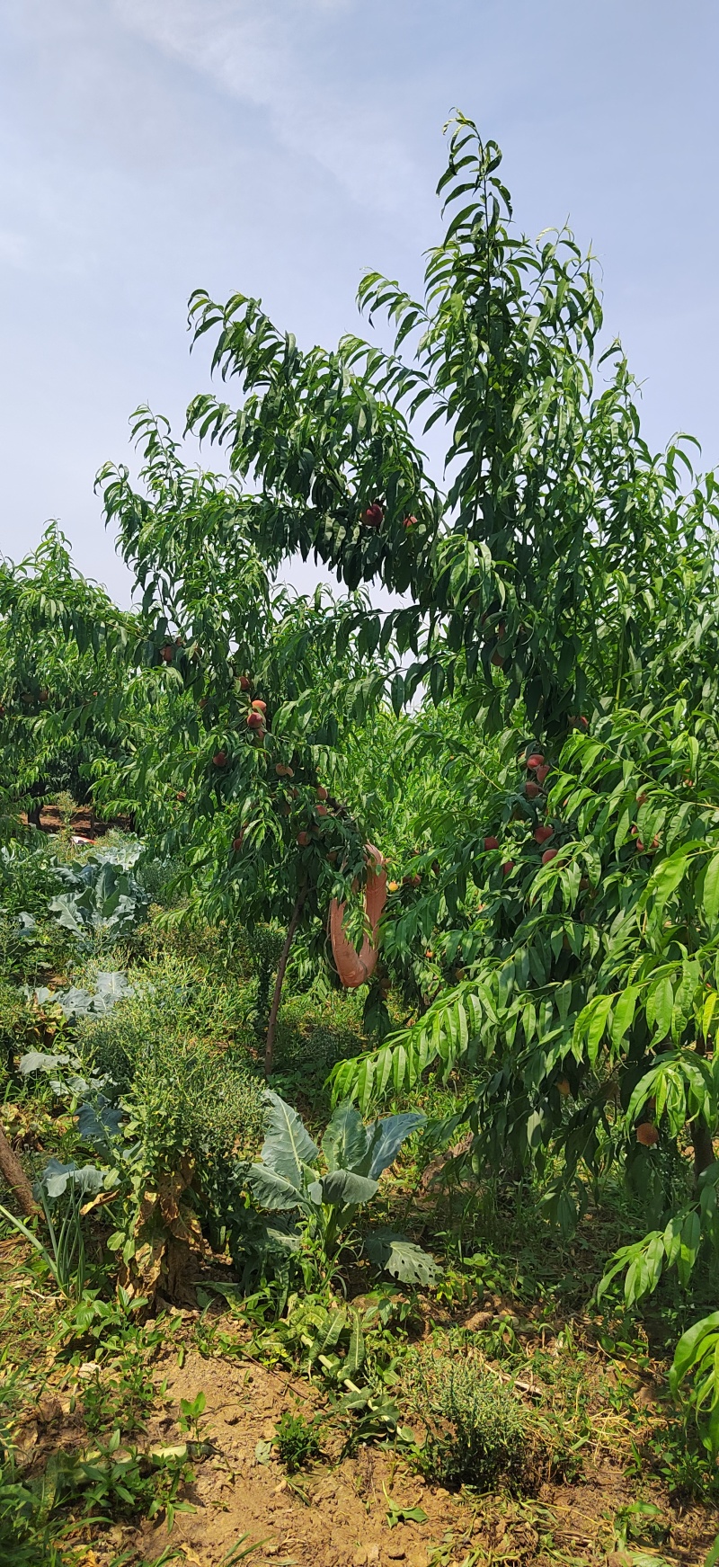中桃9号颜色好，新树口感脆，耐运输，商贩的不错选择。。。