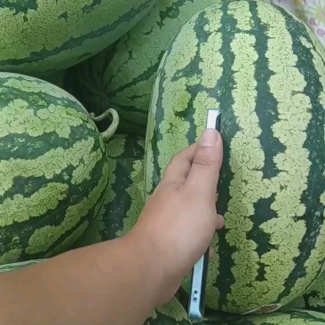 湖北露天西瓜大量上市，金城5号，硒沙瓜，美都，8424，黑美