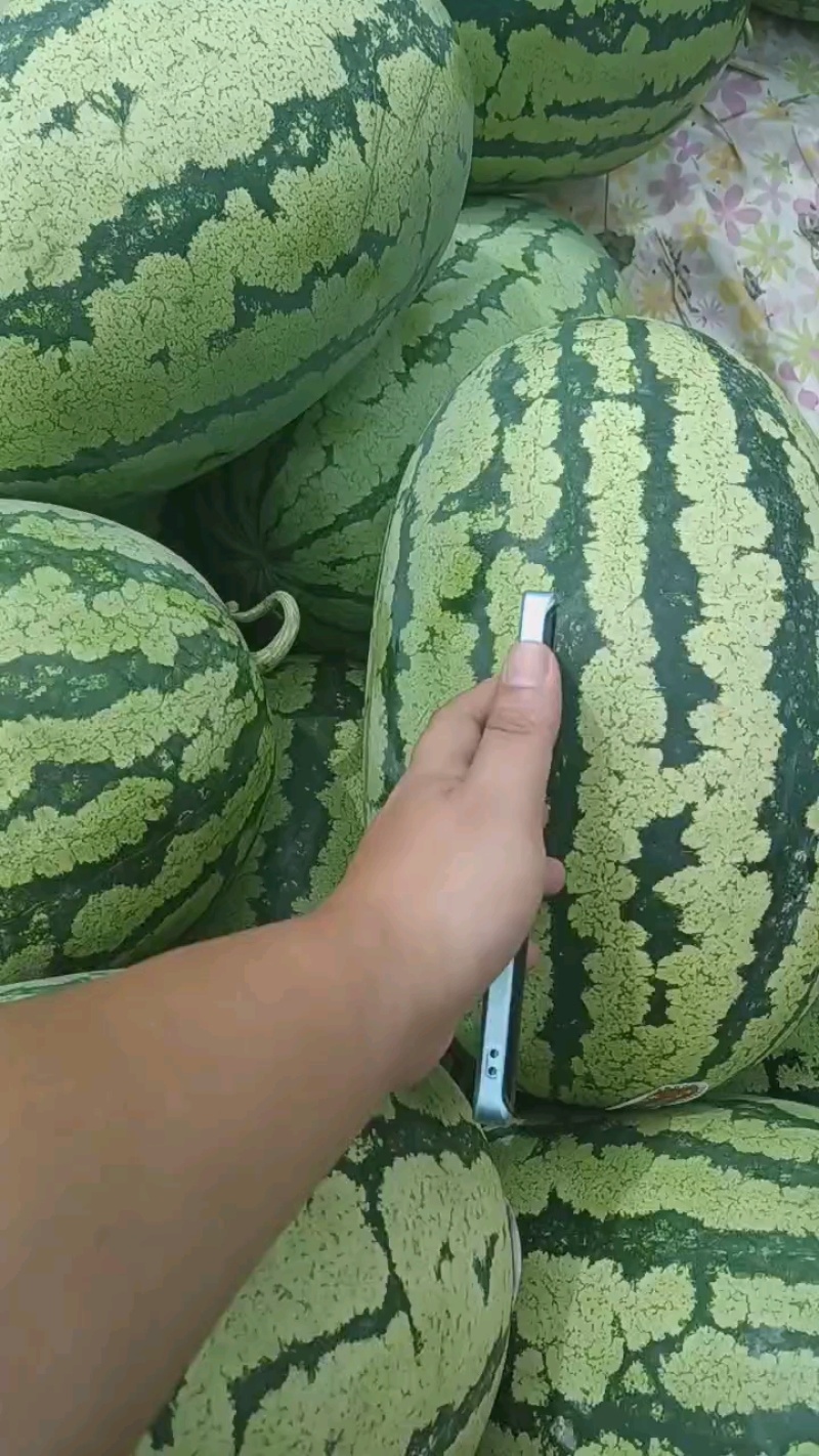 湖北露天西瓜大量上市，金城5号，硒沙瓜，美都，8424，黑美