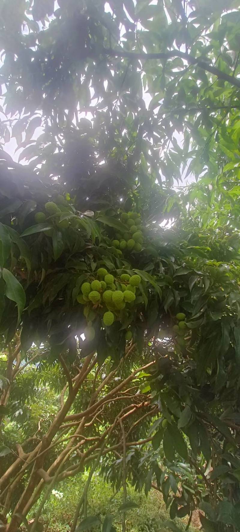 妃子笑荔枝，大红袍荔枝，快熟了，需要的联系我就是