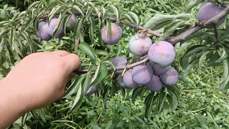 五月脆，各种规格，精品好货电商货