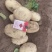 推荐黄心土豆沃土5号货源充足量大从优质量保证供电商
