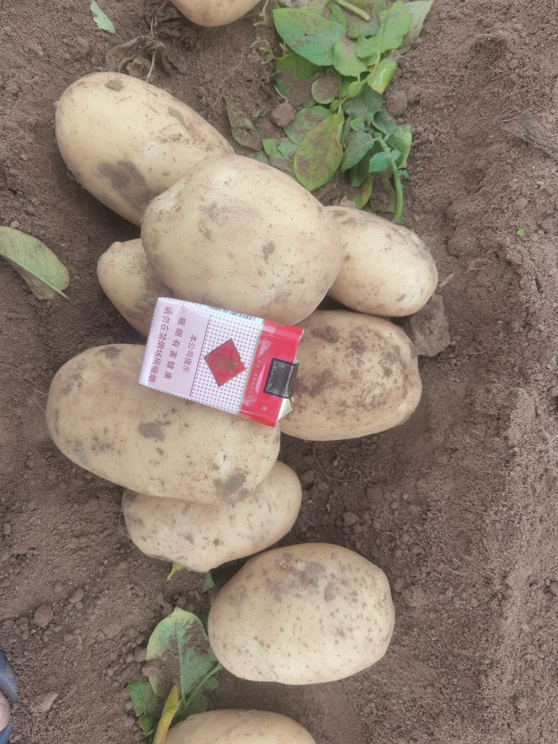 推荐黄心土豆沃土5号货源充足量大从优质量保证供电商
