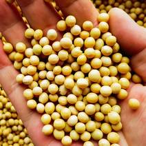 东北高蛋白大豆水分低蛋白高，市场行情，常年供应