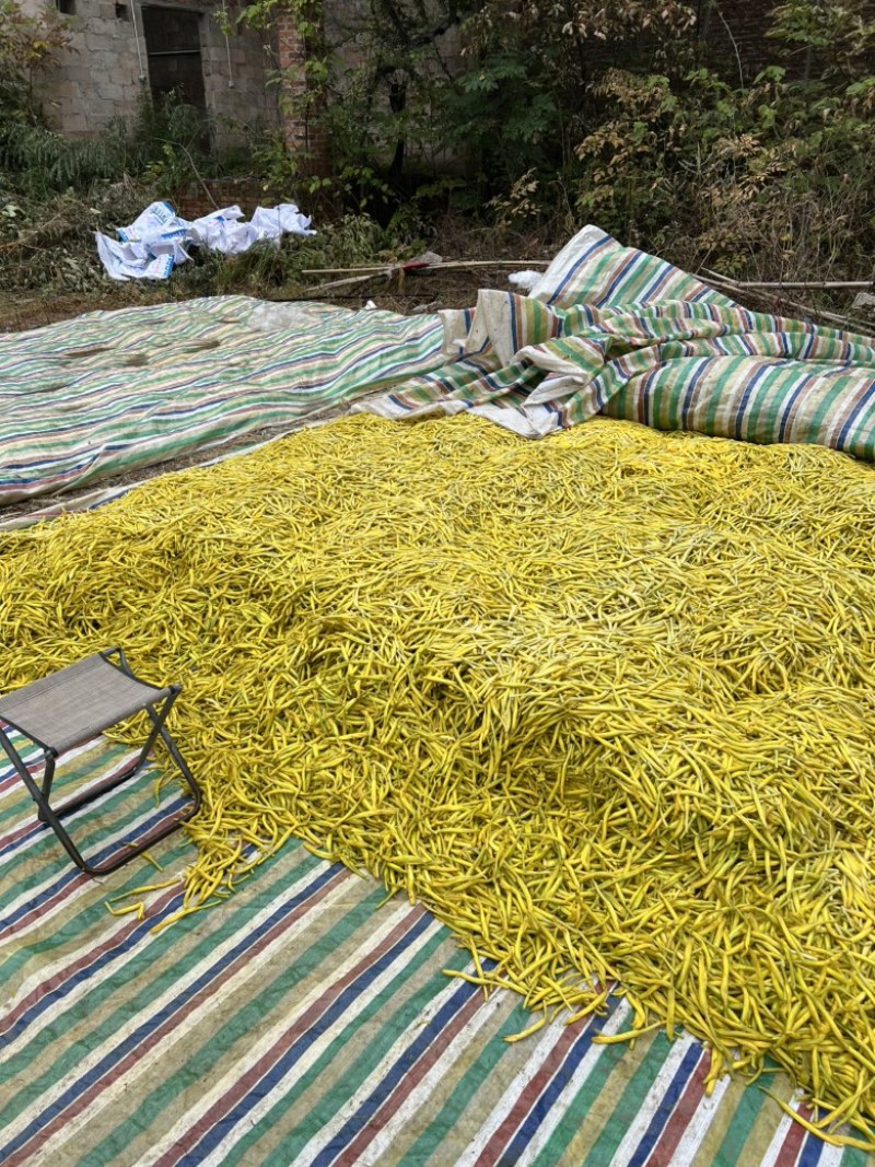 【推荐】2025年优质清水黄花菜原料凉拌黄花菜火锅用料